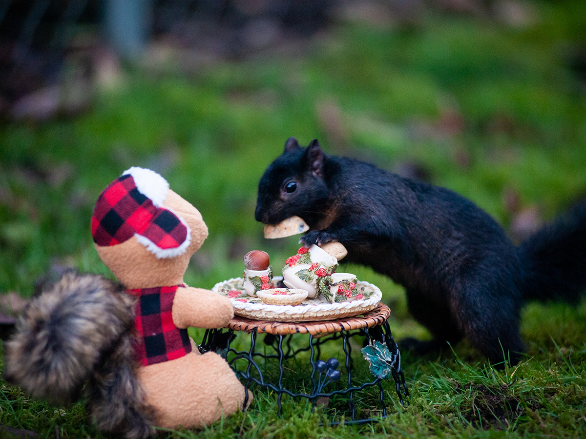 Squirrel Tea Party Time!